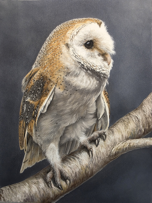 Ayla-Barn Owl 12 x 9 $800.00  at Hunter Wolff Gallery